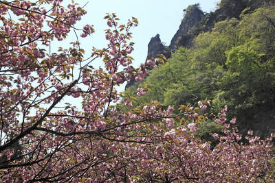 双樱花和岩石山峰(山)