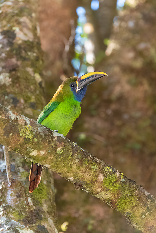 翡翠toucanet,鸟