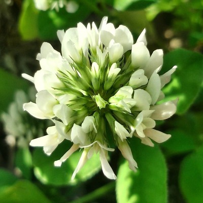 西西里岛的花