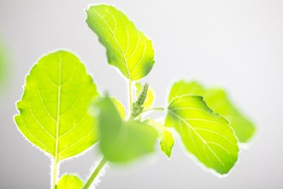 神圣的图拉西plantм