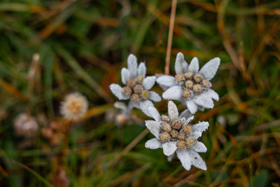 Three Edelweiss closeup in the mountains