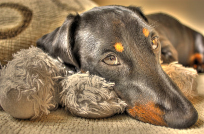 迷你腊肠犬休息