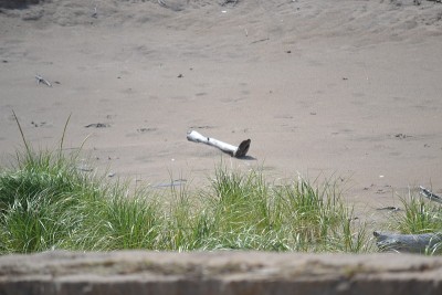 东海岸沙丘覆盖海滩