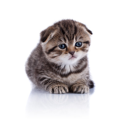 小猫