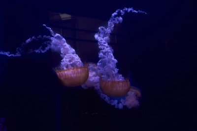 荧光水母在蓝色背景，海洋