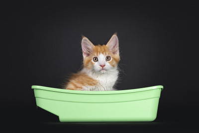 可爱的红色与白色的小猫在黑色的背景