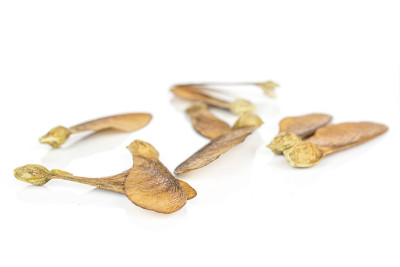 在白色上孤立的酒棕色翅果瘦果