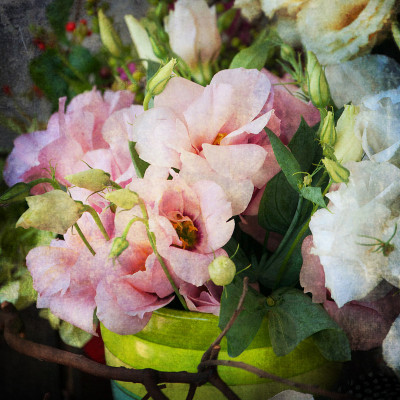 复古风格，口水花，春花