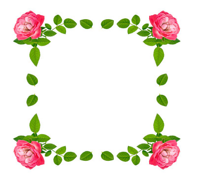 玫瑰花蕾