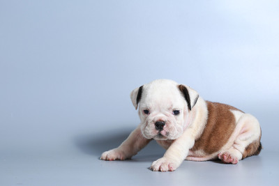 2个月纯种英国斗牛犬幼犬
