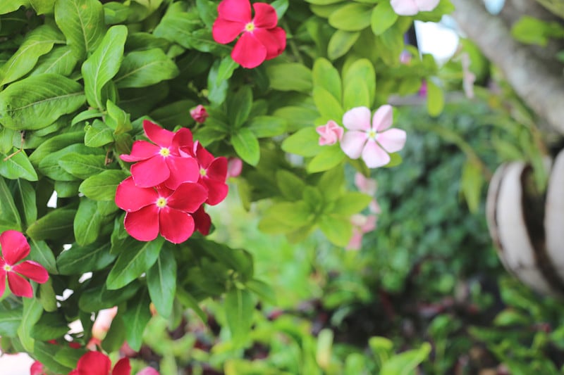 花园里盛开的红花。