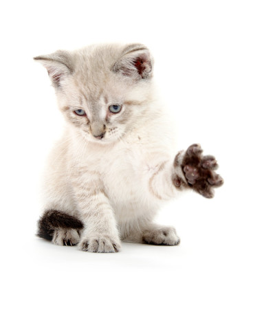 可爱的小猫玩