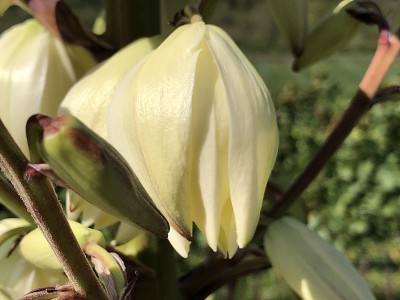 丝兰的花
