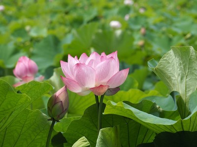 莲花