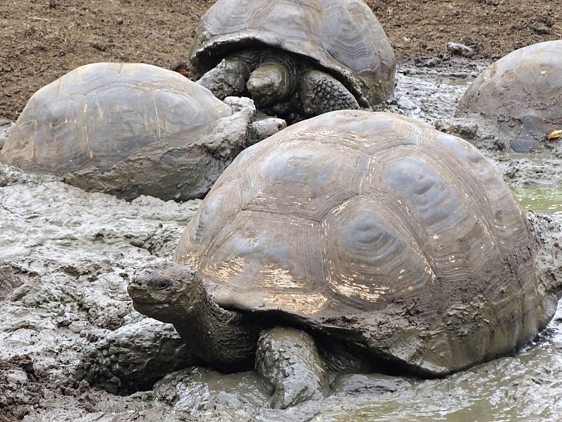 Galapagos-Riesenschildkröte