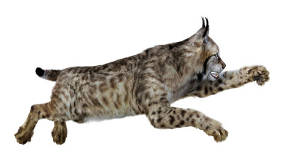 3D插图猞猁动物在白色