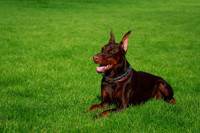 犬种杜宾犬