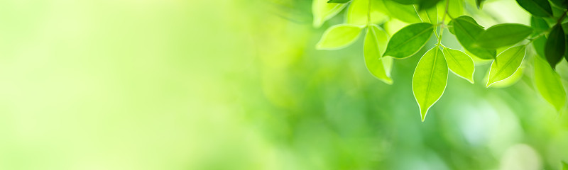 夏季花园中的绿叶自然