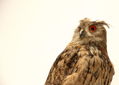 带有白色背景和外观的OWL
