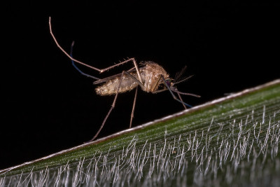 成人库蚊的Mosquitoe