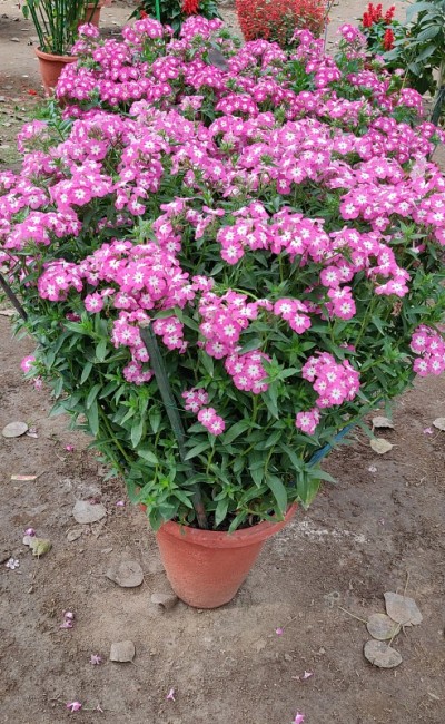 花矮牵牛花，洋蓟和石竹