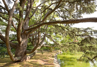 高大的老树与绿色的春天的叶子在夏天的背景。