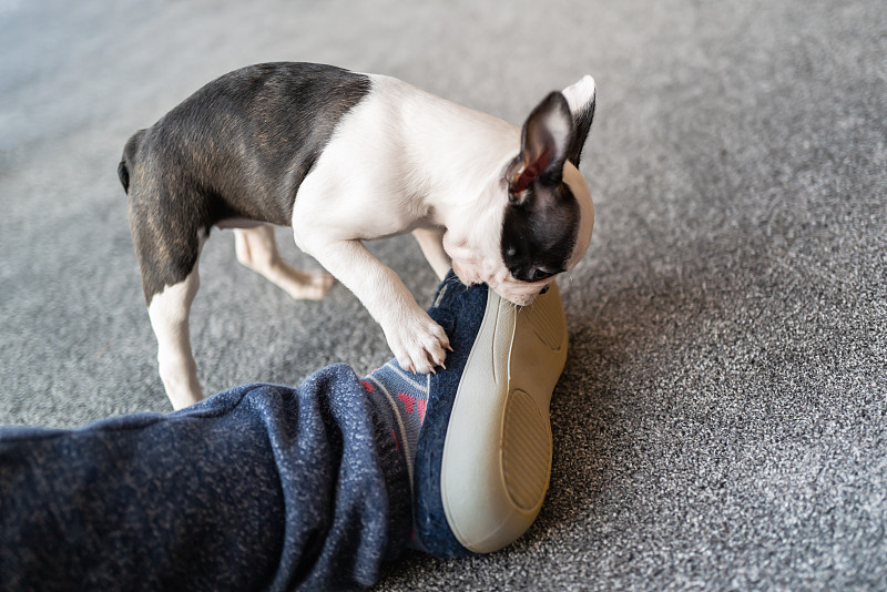 一只波士顿小猎犬在啃一只拖鞋的橡胶鞋底