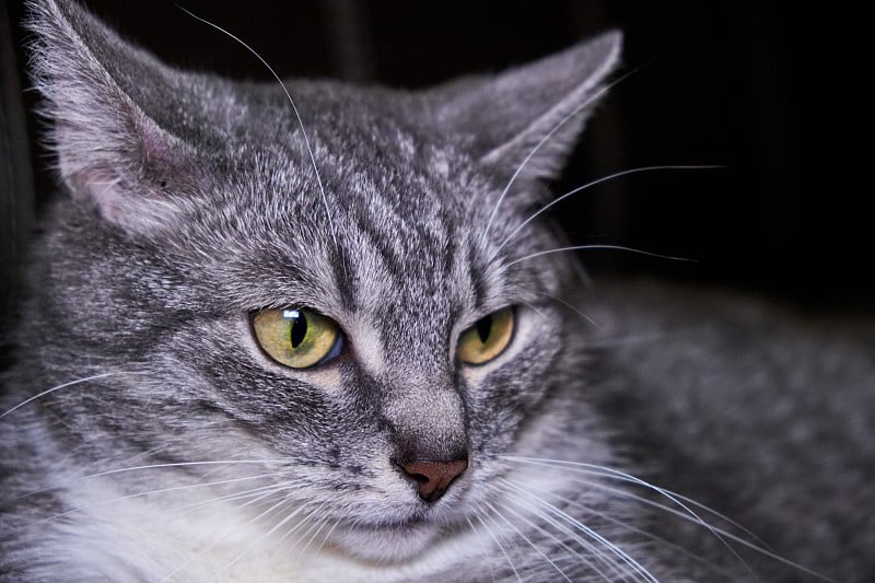 宠物看起来特写。绿色的大猫眼。脸灰条纹猫，大耳朵。基蒂的肖像