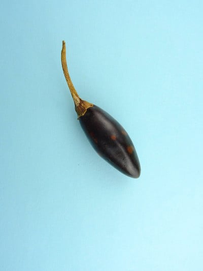 干拨浪鼓墨西哥辣椒，也被称为卡斯卡贝尔辣椒和拨浪鼓辣椒在浅蓝色的背景