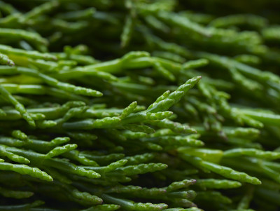 一束生海篷子茎