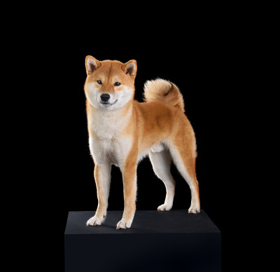 可爱的红色柴犬