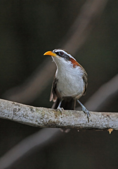 White-browed Scimitar-babbler