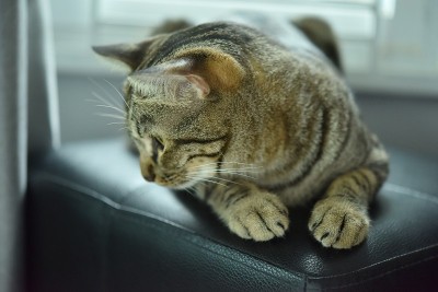 虎斑猫。