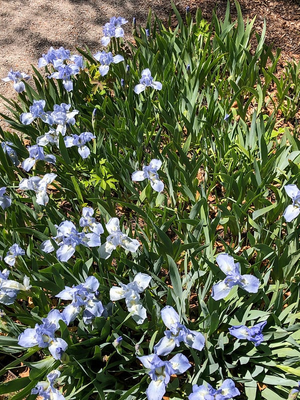 花园里的蓝色的长春花