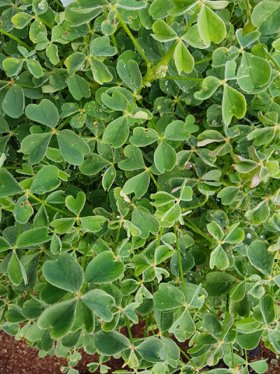 秘鲁、酸三叶草;结节性、酢浆草、tuberosa