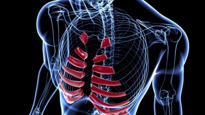 人体骨骼解剖肋软骨三维渲染