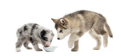 杂交幼犬和阿拉斯加幼犬单独饮用白色
