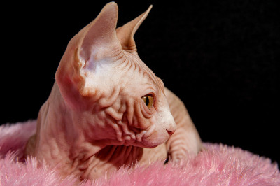 斯芬克斯猫
