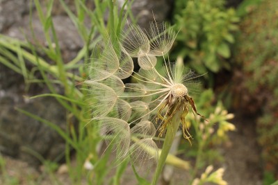 '燕麦根'植物种子-角茅