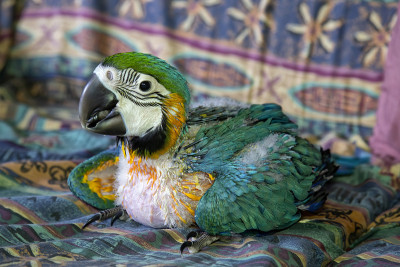 Hand reared baby Blue and Gold Macaw sitting on co