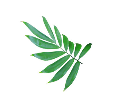 绿色棕榈叶孤立在白色背景上