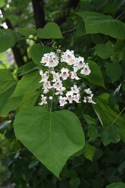 Pumpwood