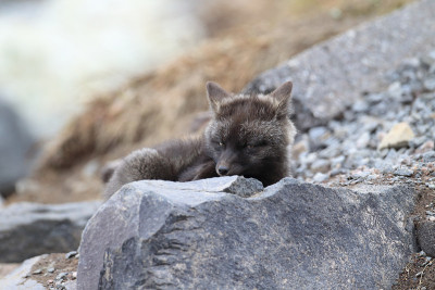 银狐(Vulpes Vulpes) -红狐幼崽的银色阶段，华盛顿州，美国