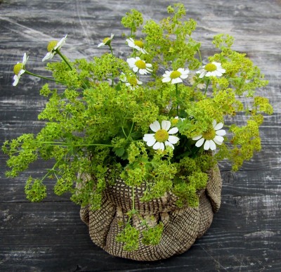 德国洋甘菊雏菊和花园夫人的披风花束在陶器袋花瓶。