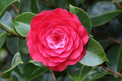 茶花品种罗格堂花近