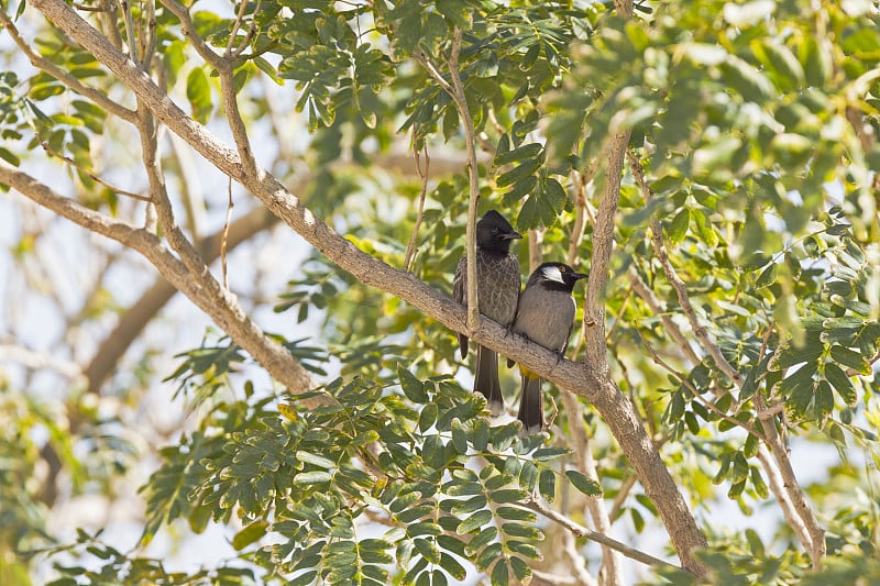 在科威特，白耳鹎(Pycnonotus leucotis)和红孔鹎(Pycnonotus cafer