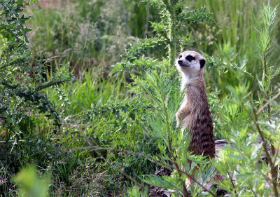 猫鼬（Suricata suricatta）