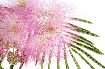 含羞草Albizia julibrissin