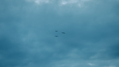 海鸥在蓝色的天空