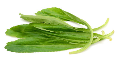 Culantro孤立在白色背景